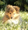 Duncan golden boy Des mille eclats des tournesol