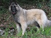 BYZENCIA BAY des loups de la for�t sacr�e