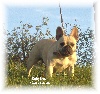 Babylone des L�gendes Mini�res