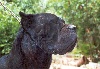 Ombra (Sans Affixe)