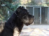 Cassius (Sans Affixe)