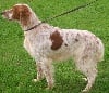 TN_chiens-Setter-anglais-90aa07d7-6b7f-d104-fd4c-a7b99f3dc4e5.jpg