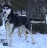Apache (Sans Affixe)