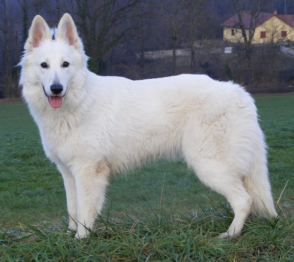 White Swiss shepherd on Pinterest | White Shepherd, White German ...