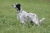 TN_chiens-Setter-anglais-38664e66-b01c-0114-a528-0372dae5cc4a.jpg