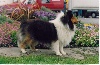 Zion's teddy D'ortignac