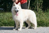Buck ll Of white condor