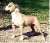 Angel red du clan de tennessee