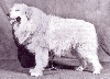 CH. Olbie Du duch� de savoy