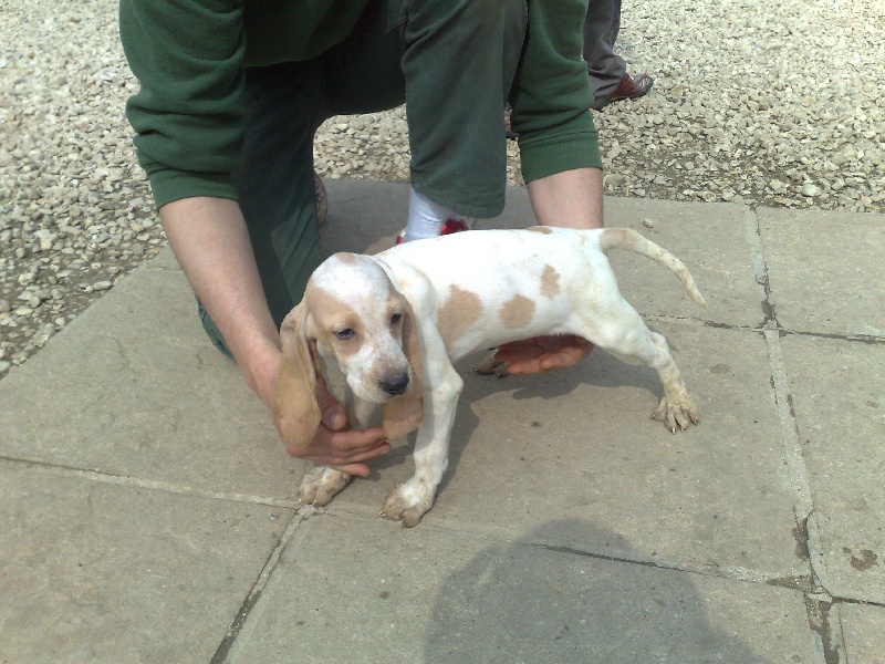 Standard officiel de chien FCI / SCC de la race canine Porcelaine