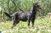 TN_chiens-Berger-de-Beauce-2a0715f3-8fa6-1574-1d3d-6201bd31a798.jpg