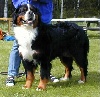 TN_chiens-Bouvier-bernois-1ada1b76-24d8-25c4-ad73-1bb4112bc20c.jpg