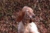 TN_chiens-Setter-anglais-e661c8af-5047-0c64-8dc6-71536cc719fd.jpg