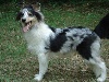 Deputy blue fantaisy Des mille eclats des tournesol