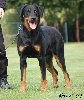 Balou boy du mont des croisettes