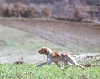 CH. Titano del trovese