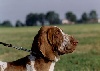 CH. Tre dei sanchi