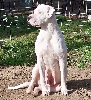 Blanca De los felinos blancos