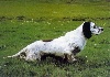 TN_chiens-Setter-anglais-0f22e3db-122e-6504-896c-85c78223ccb5.jpg