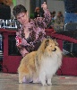 CH. Amour de jeunesse Tiger des Romarins de Mayerling