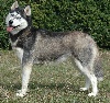 Magic Wolf Coyotte girl