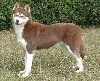 Magic Wolf Cerridwen