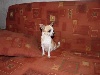 Bijou du royaume mexicain
