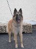 Cheops des loups de la for�t sacr�e
