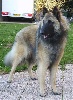 EBEN des loups de la for�t sacr�e