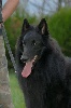 CORADJEE des loups de la for�t sacr�e