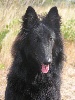 EIYANNA des loups de la for�t sacr�e
