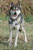 Cashm�re Leva neve