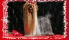 CH. Coup-de-coeur  kelly du Puy Dor�