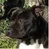 Rixendis tribale Devil Black Titans