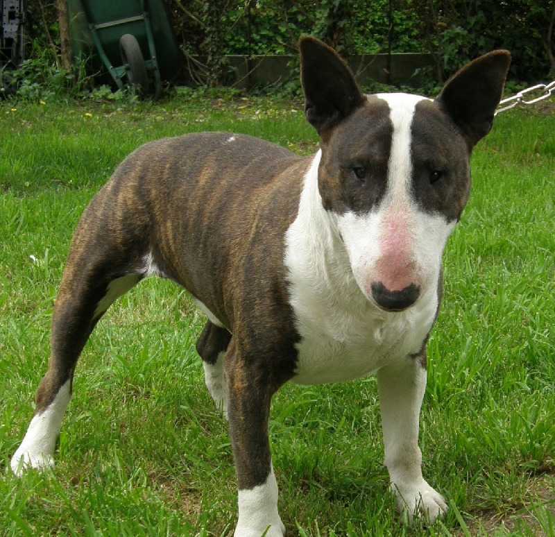 Accueil  Elevage Anpa O Wicanhpi  eleveur de chiens Staffordshire Bull Terrier 