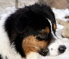 Diamond's Dulce of the Little Black Moon