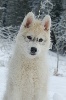 Espoir de vie dit touma� Of cold winter nights