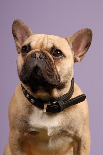 Accueil Elevage Des Nez Plats Du Ricolin eleveur de bouledogue francais