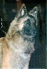 VENUS des loups de la for�t sacr�e