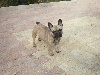 Doly des Fauves du Kef