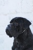 Romanus (Sans Affixe)