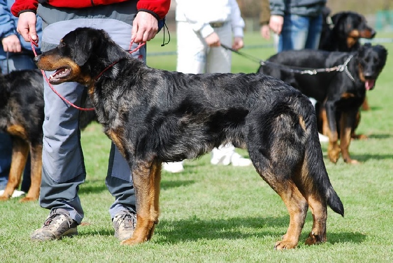 chiens-Berger-de-Beauce-7644eafd-7c62-3304-f52c-22d9b85da975.jpg