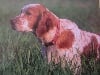 TN_chiens-Setter-anglais-4ff90958-fb13-9974-9150-e35bc508e1d1.jpg