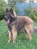 EATON des loups de la for�t sacr�e
