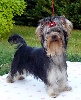 Diva-divine du Puy Dor�