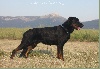 CH. Diablo de la No� d'Orient