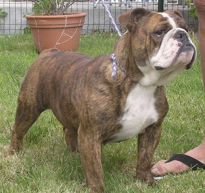 chiens-Bulldog-Anglais-1d5e9e08-d617-8384-8947-514d48905171.jpg