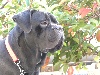 Tyson (Sans Affixe)