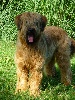 Lloyd bohemia elite