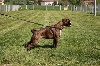 Ever'for des radicals dogs